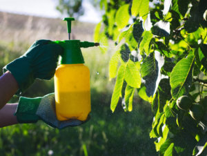 Plants Being Sprayed With Pesticide - Defective Product Attorneys - Martin, Harding & Mazzotti 1800law1010