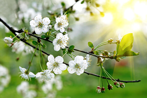 Budding Cherry Blossoms - Brenna's Blog - Hello Spring - Martin, Harding & Mazzotti 1800law1010