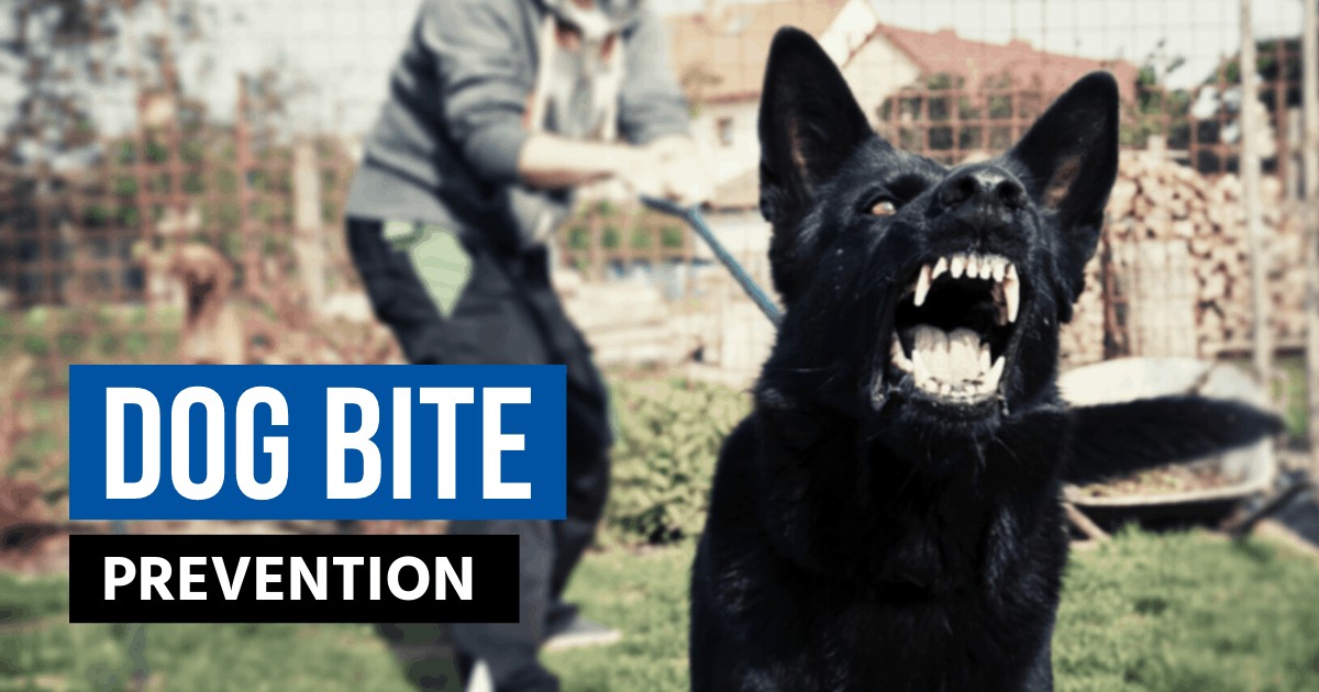 text: dog bite prevention, image: a man holding back an angry dog on a leash, the dog is lunging forward with bared teeth