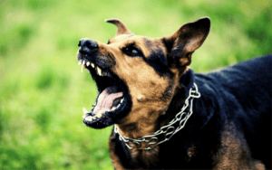 Dog with metal chain collar behaving aggressively, mouth open, bared teeth
