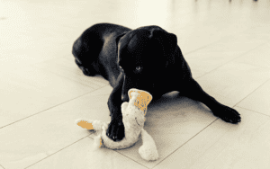 Dog laying down holding a stuffed animal toy, paw holding onto the toy