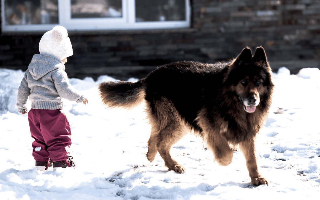 Small child outside in the snow with a large furry dog