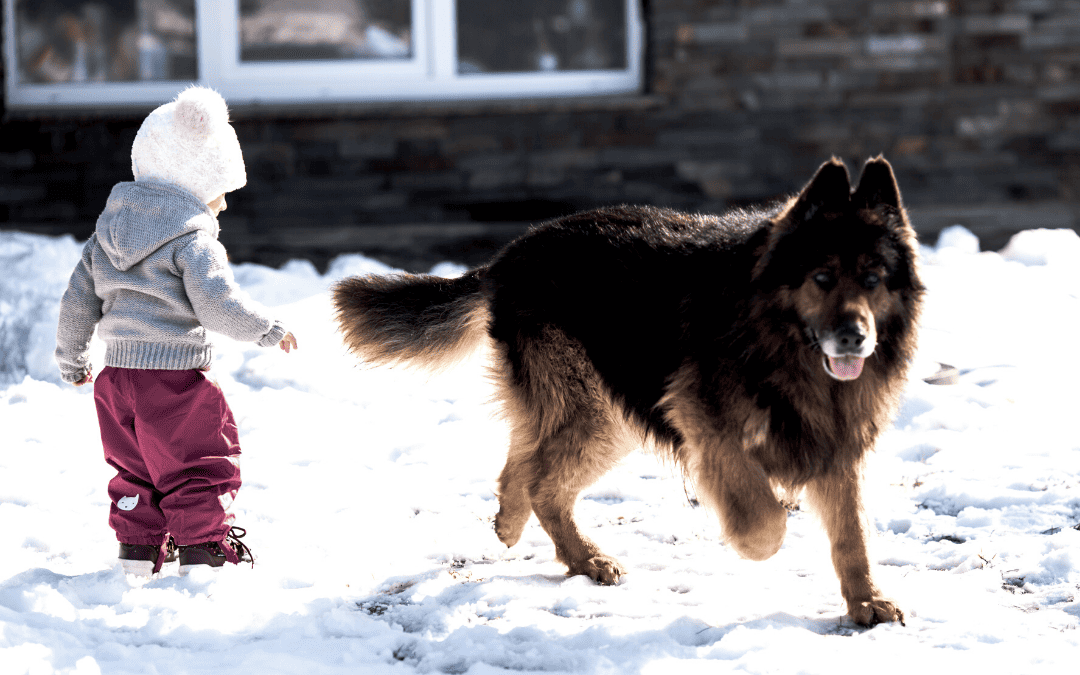 Safe Interactions Between Children And Dogs Small child outside in the snow with a large furry dog
