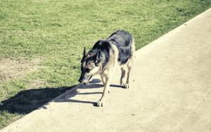 German shepherd dog walking alone without a leash