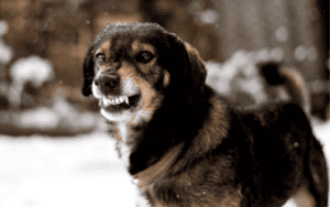 Brown dog baring its teeth