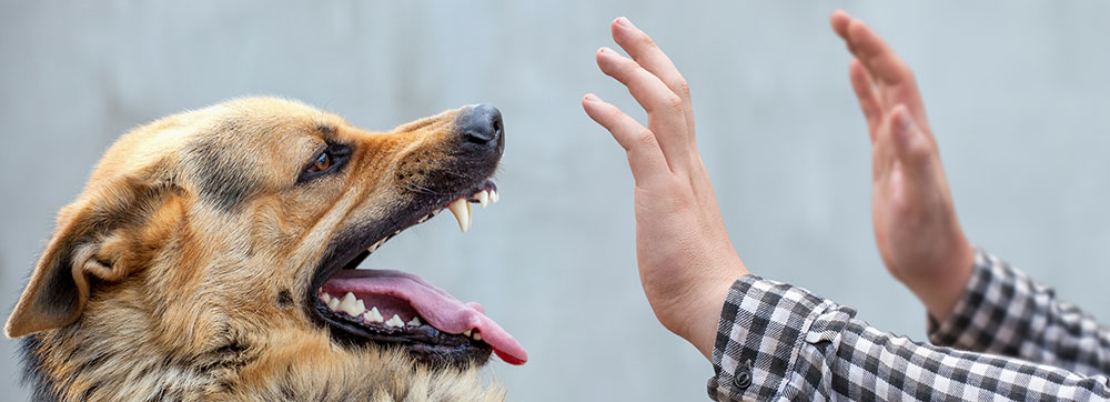 fresno dog bite injury attorney