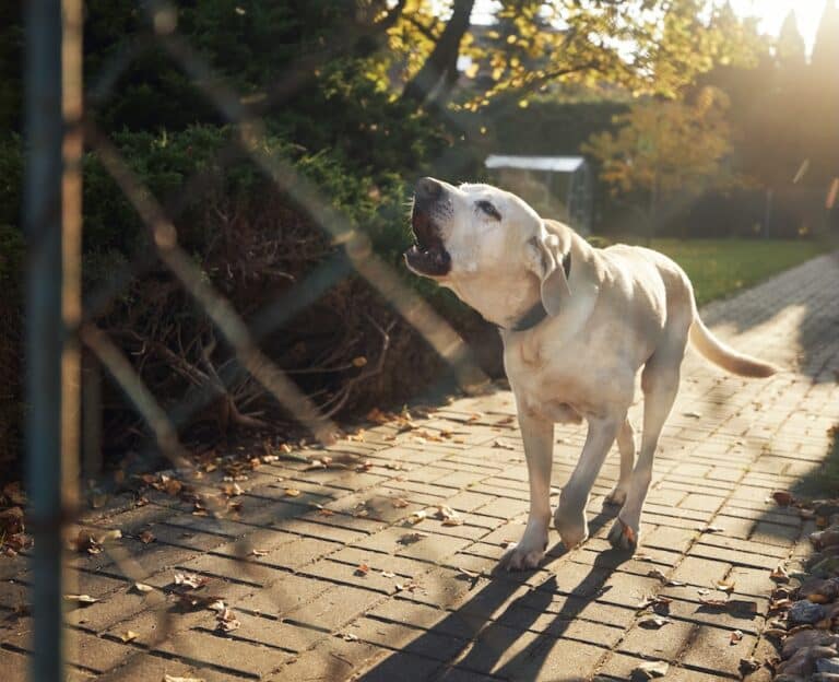 barking dog behind fence